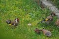 Blumen und Vögel im Winter 1 (12)